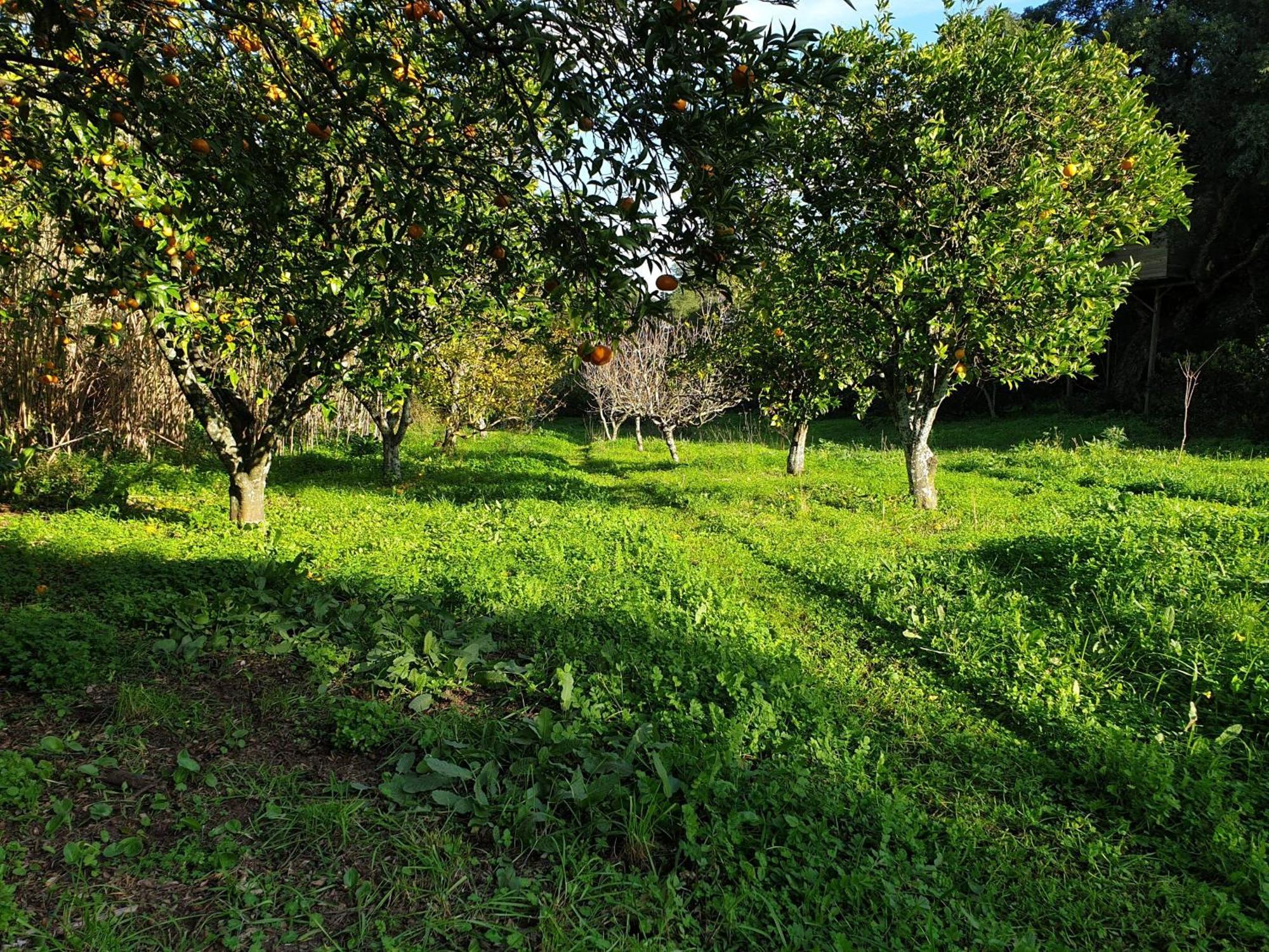 Quinta De Sao Pedro Villa Sobreda Buitenkant foto